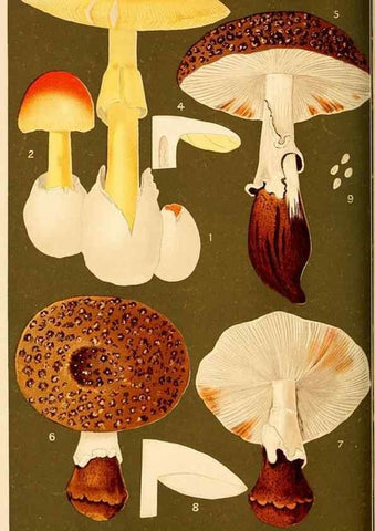 Reproducción/Reproduction 9248364408: Student's hand-book of mushrooms of America edible and poisonous /. Washington, D.C. :A.R. Taylor,1897-1898.