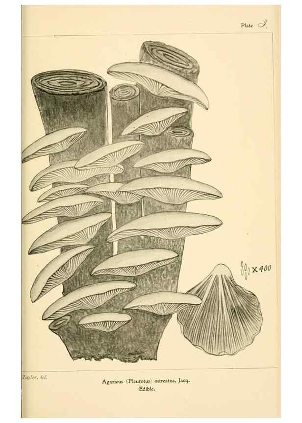 Reproducción/Reproduction 9245581473: Student's hand-book of mushrooms of America edible and poisonous /. Washington, D.C. :A.R. Taylor,1897-1898.