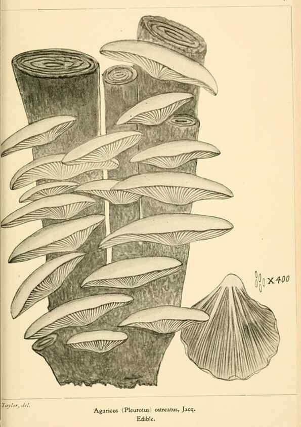 Reproducción/Reproduction 9245581473: Student's hand-book of mushrooms of America edible and poisonous /. Washington, D.C. :A.R. Taylor,1897-1898.