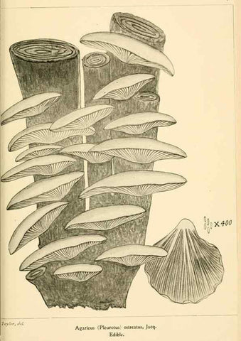 Reproducción/Reproduction 9245581473: Student's hand-book of mushrooms of America edible and poisonous /. Washington, D.C. :A.R. Taylor,1897-1898.