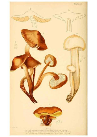 Reproducción/Reproduction 9245579897: Student's hand-book of mushrooms of America edible and poisonous /. Washington, D.C. :A.R. Taylor,1897-1898.