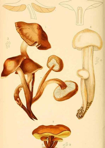 Reproducción/Reproduction 9245579897: Student's hand-book of mushrooms of America edible and poisonous /. Washington, D.C. :A.R. Taylor,1897-1898.