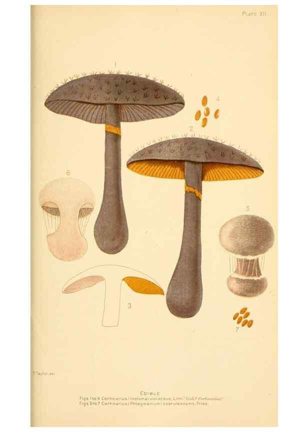 Reproducción/Reproduction 9245578791: Student's hand-book of mushrooms of America edible and poisonous /. Washington, D.C. :A.R. Taylor,1897-1898.