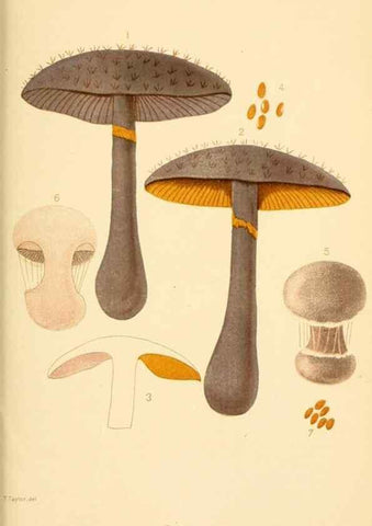 Reproducción/Reproduction 9245578791: Student's hand-book of mushrooms of America edible and poisonous /. Washington, D.C. :A.R. Taylor,1897-1898.