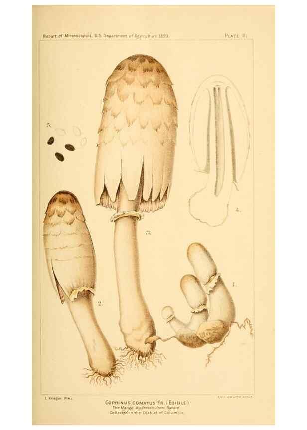 Reproducción/Reproduction 9248325144: Student's hand-book of mushrooms of America edible and poisonous /. Washington, D.C. :A.R. Taylor,1897-1898.