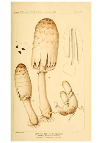Reproducción/Reproduction 9248325144: Student's hand-book of mushrooms of America edible and poisonous /. Washington, D.C. :A.R. Taylor,1897-1898.