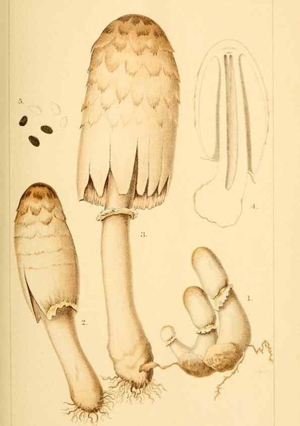 Reproducción/Reproduction 9248325144: Student's hand-book of mushrooms of America edible and poisonous /. Washington, D.C. :A.R. Taylor,1897-1898.