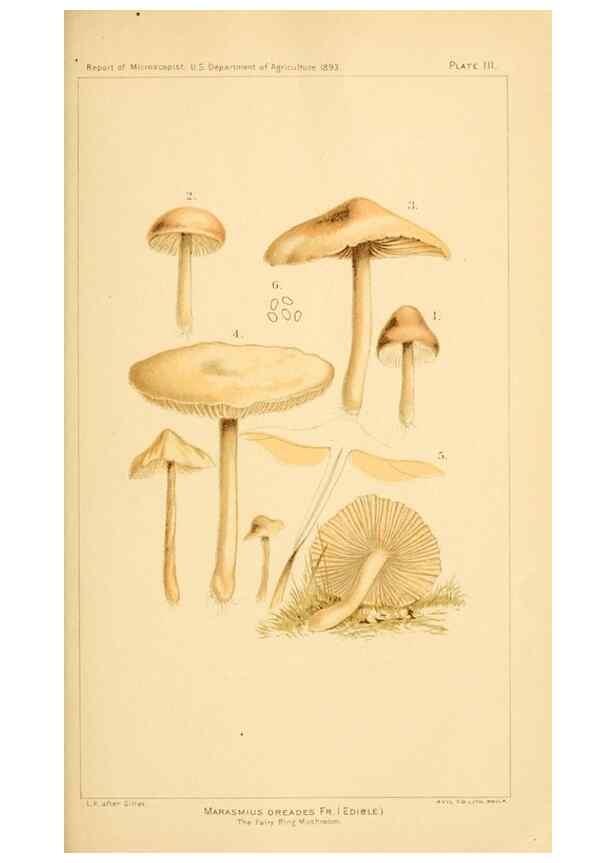 Reproducción/Reproduction 9245544639: Student's hand-book of mushrooms of America edible and poisonous /. Washington, D.C. :A.R. Taylor,1897-1898.