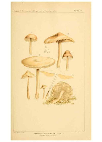 Reproducción/Reproduction 9245544639: Student's hand-book of mushrooms of America edible and poisonous /. Washington, D.C. :A.R. Taylor,1897-1898.