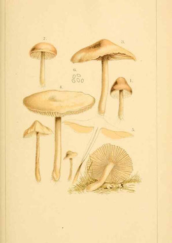 Reproducción/Reproduction 9245544639: Student's hand-book of mushrooms of America edible and poisonous /. Washington, D.C. :A.R. Taylor,1897-1898.