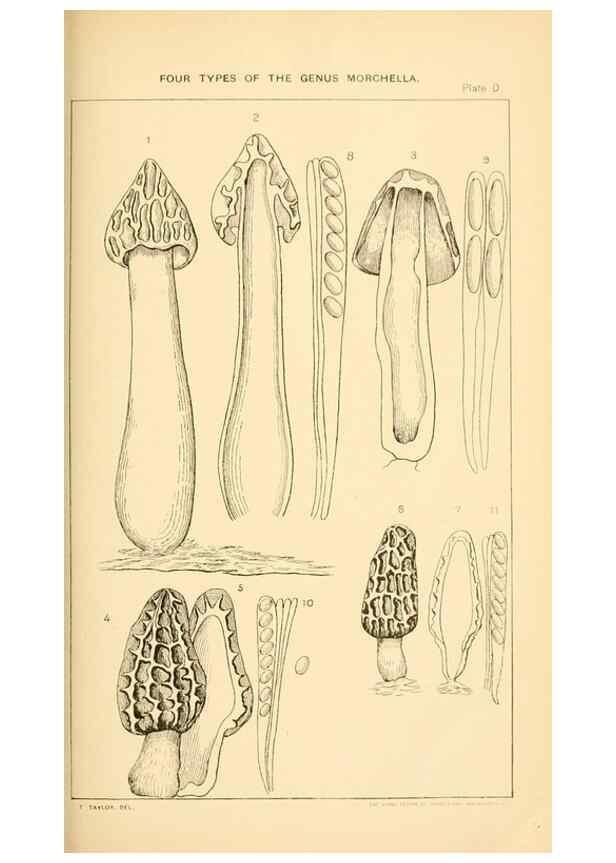 Reproducción/Reproduction 9248328430: Student's hand-book of mushrooms of America edible and poisonous /. Washington, D.C. :A.R. Taylor,1897-1898.