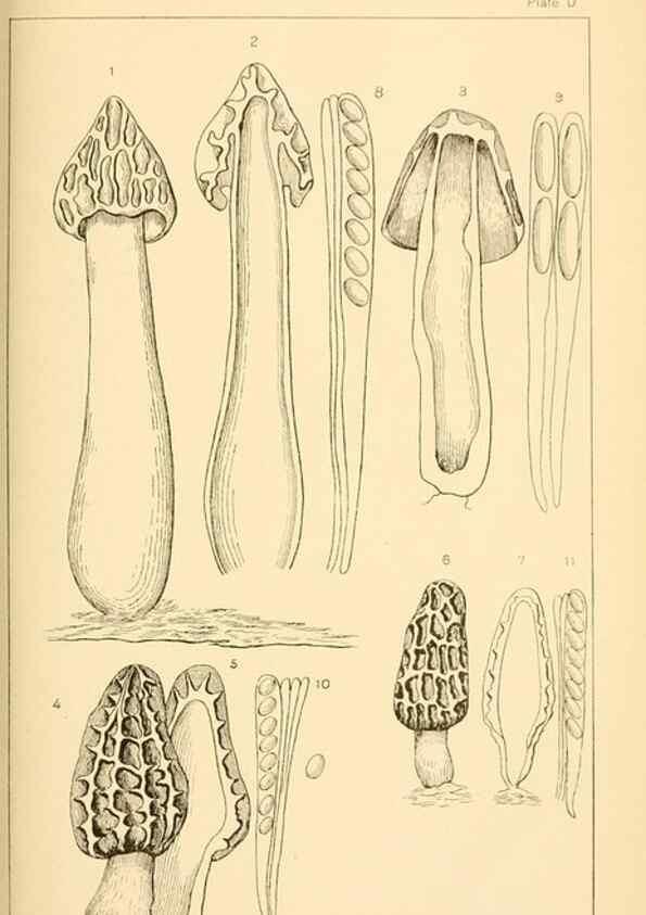 Reproducción/Reproduction 9248328430: Student's hand-book of mushrooms of America edible and poisonous /. Washington, D.C. :A.R. Taylor,1897-1898.