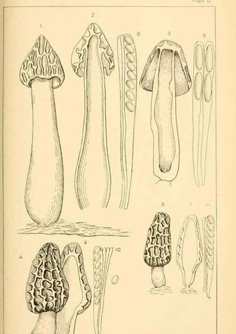 Reproducción/Reproduction 9248328430: Student's hand-book of mushrooms of America edible and poisonous /. Washington, D.C. :A.R. Taylor,1897-1898.
