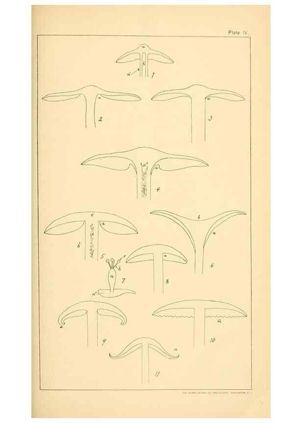 Reproducción/Reproduction 9245547853: Student's hand-book of mushrooms of America edible and poisonous /. Washington, D.C. :A.R. Taylor,1897-1898.