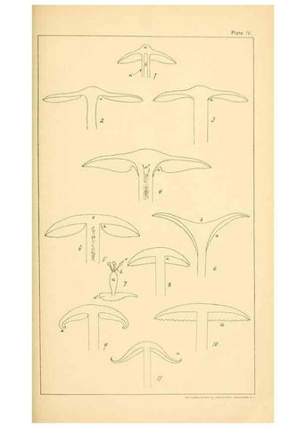 Reproducción/Reproduction 9245547853: Student's hand-book of mushrooms of America edible and poisonous /. Washington, D.C. :A.R. Taylor,1897-1898.