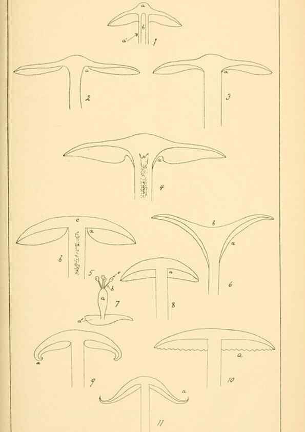 Reproducción/Reproduction 9245547853: Student's hand-book of mushrooms of America edible and poisonous /. Washington, D.C. :A.R. Taylor,1897-1898.