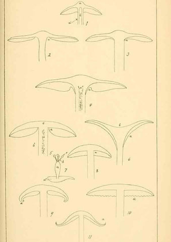 Reproducción/Reproduction 9245547853: Student's hand-book of mushrooms of America edible and poisonous /. Washington, D.C. :A.R. Taylor,1897-1898.