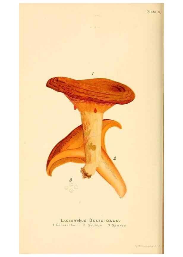 Reproducción/Reproduction 9248330314: Student's hand-book of mushrooms of America edible and poisonous /. Washington, D.C. :A.R. Taylor,1897-1898.