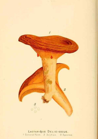 Reproducción/Reproduction 9248330314: Student's hand-book of mushrooms of America edible and poisonous /. Washington, D.C. :A.R. Taylor,1897-1898.
