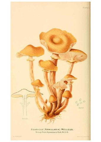 Reproducción/Reproduction 9245549961: Student's hand-book of mushrooms of America edible and poisonous /. Washington, D.C. :A.R. Taylor,1897-1898.