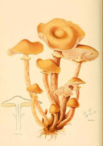 Reproducción/Reproduction 9245549961: Student's hand-book of mushrooms of America edible and poisonous /. Washington, D.C. :A.R. Taylor,1897-1898.
