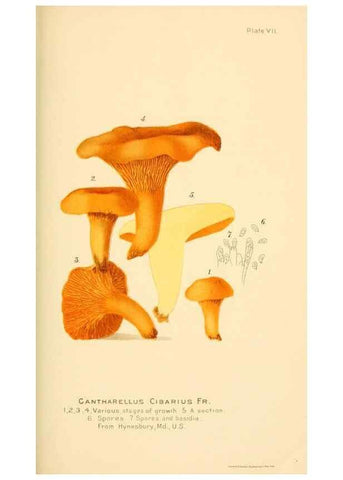 Reproducción/Reproduction 9245551193: Student's hand-book of mushrooms of America edible and poisonous /. Washington, D.C. :A.R. Taylor,1897-1898.