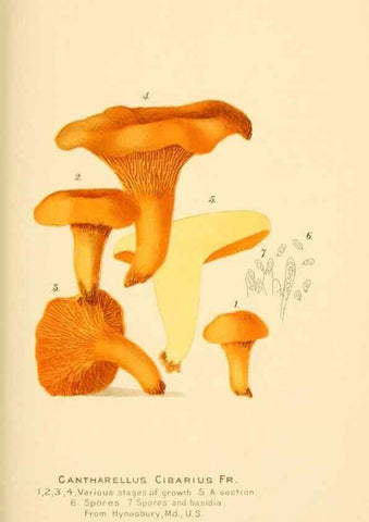 Reproducción/Reproduction 9245551193: Student's hand-book of mushrooms of America edible and poisonous /. Washington, D.C. :A.R. Taylor,1897-1898.