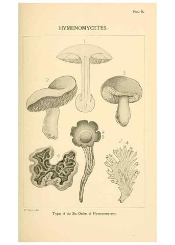 Reproducción/Reproduction 9248322986: Student's hand-book of mushrooms of America edible and poisonous /. Washington, D.C. :A.R. Taylor,1897-1898.