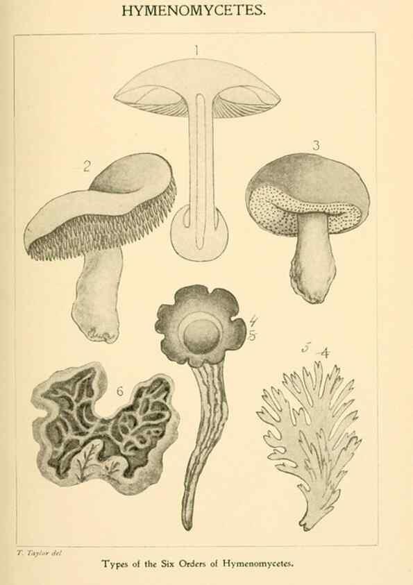 Reproducción/Reproduction 9248322986: Student's hand-book of mushrooms of America edible and poisonous /. Washington, D.C. :A.R. Taylor,1897-1898.