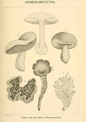 Reproducción/Reproduction 9248322986: Student's hand-book of mushrooms of America edible and poisonous /. Washington, D.C. :A.R. Taylor,1897-1898.