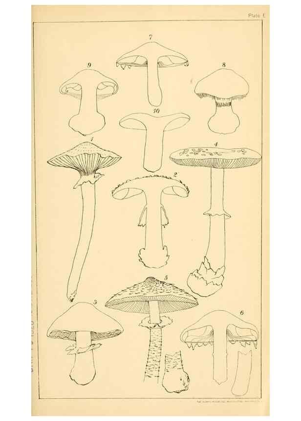 Reproducción/Reproduction 9248333566: Student's hand-book of mushrooms of America edible and poisonous /. Washington, D.C. :A.R. Taylor,1897-1898.