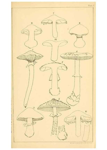 Reproducción/Reproduction 9248333566: Student's hand-book of mushrooms of America edible and poisonous /. Washington, D.C. :A.R. Taylor,1897-1898.