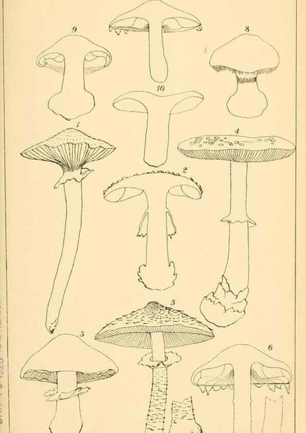 Reproducción/Reproduction 9248333566: Student's hand-book of mushrooms of America edible and poisonous /. Washington, D.C. :A.R. Taylor,1897-1898.