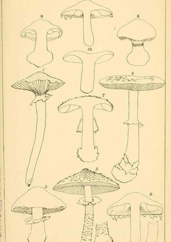 Reproducción/Reproduction 9248333566: Student's hand-book of mushrooms of America edible and poisonous /. Washington, D.C. :A.R. Taylor,1897-1898.