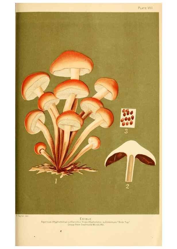 Reproducción/Reproduction 9245554227: Student's hand-book of mushrooms of America edible and poisonous /. Washington, D.C. :A.R. Taylor,1897-1898.