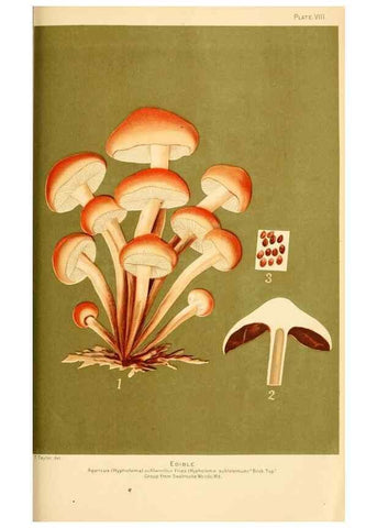Reproducción/Reproduction 9245554227: Student's hand-book of mushrooms of America edible and poisonous /. Washington, D.C. :A.R. Taylor,1897-1898.
