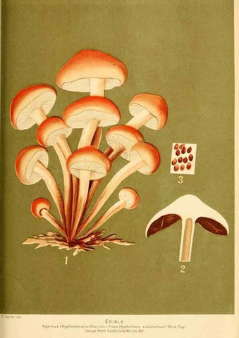 Reproducción/Reproduction 9245554227: Student's hand-book of mushrooms of America edible and poisonous /. Washington, D.C. :A.R. Taylor,1897-1898.