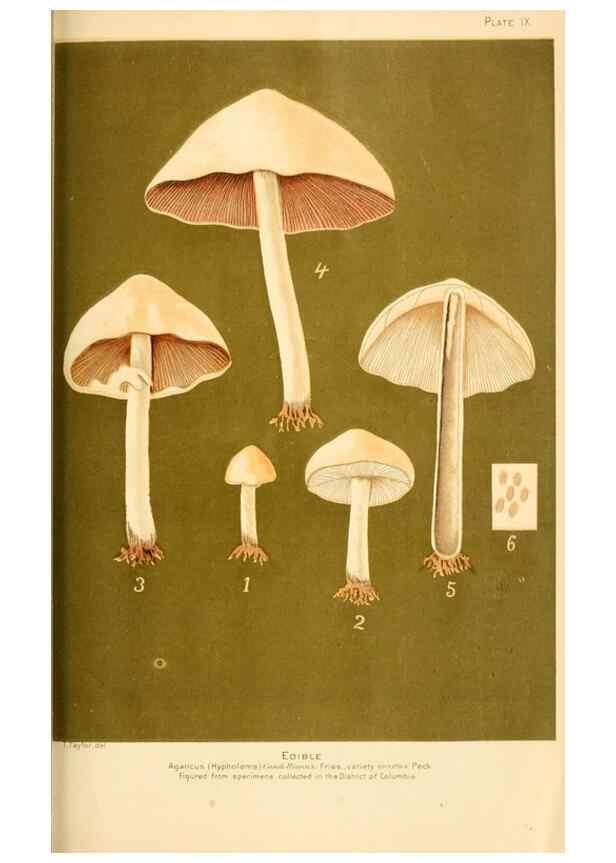 Reproducción/Reproduction 9248336882: Student's hand-book of mushrooms of America edible and poisonous /. Washington, D.C. :A.R. Taylor,1897-1898.
