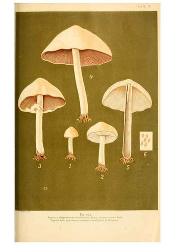 Reproducción/Reproduction 9248336882: Student's hand-book of mushrooms of America edible and poisonous /. Washington, D.C. :A.R. Taylor,1897-1898.