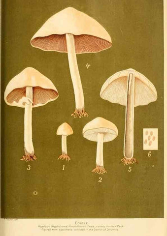 Reproducción/Reproduction 9248336882: Student's hand-book of mushrooms of America edible and poisonous /. Washington, D.C. :A.R. Taylor,1897-1898.