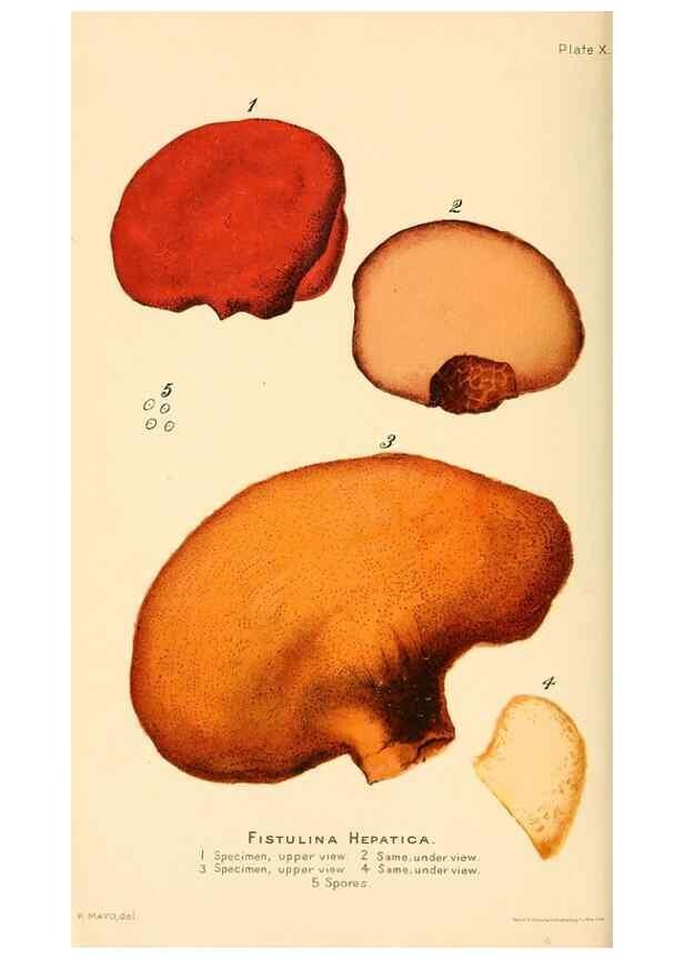 Reproducción/Reproduction 9248354486: Student's hand-book of mushrooms of America edible and poisonous /. Washington, D.C. :A.R. Taylor,1897-1898.