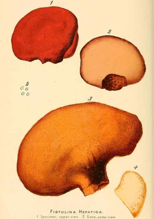 Reproducción/Reproduction 9248354486: Student's hand-book of mushrooms of America edible and poisonous /. Washington, D.C. :A.R. Taylor,1897-1898.