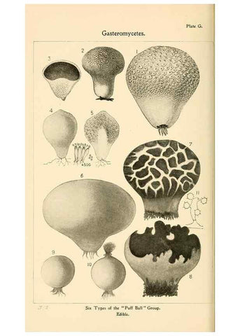 Reproducción/Reproduction 9245574393: Student's hand-book of mushrooms of America edible and poisonous /. Washington, D.C. :A.R. Taylor,1897-1898.