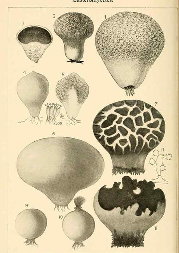 Reproducción/Reproduction 9245574393: Student's hand-book of mushrooms of America edible and poisonous /. Washington, D.C. :A.R. Taylor,1897-1898.
