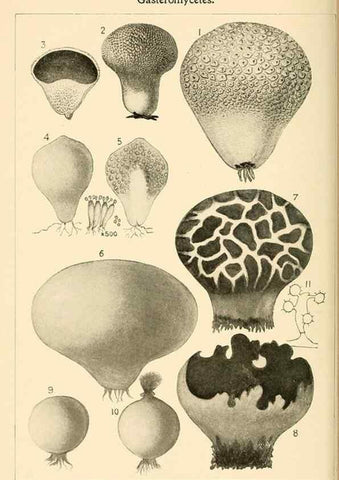 Reproducción/Reproduction 9245574393: Student's hand-book of mushrooms of America edible and poisonous /. Washington, D.C. :A.R. Taylor,1897-1898.