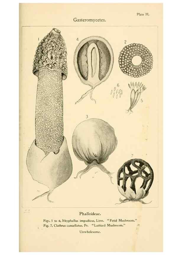 Reproducción/Reproduction 9248356766: Student's hand-book of mushrooms of America edible and poisonous /. Washington, D.C. :A.R. Taylor,1897-1898.
