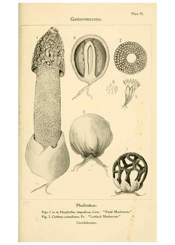 Reproducción/Reproduction 9248356766: Student's hand-book of mushrooms of America edible and poisonous /. Washington, D.C. :A.R. Taylor,1897-1898.