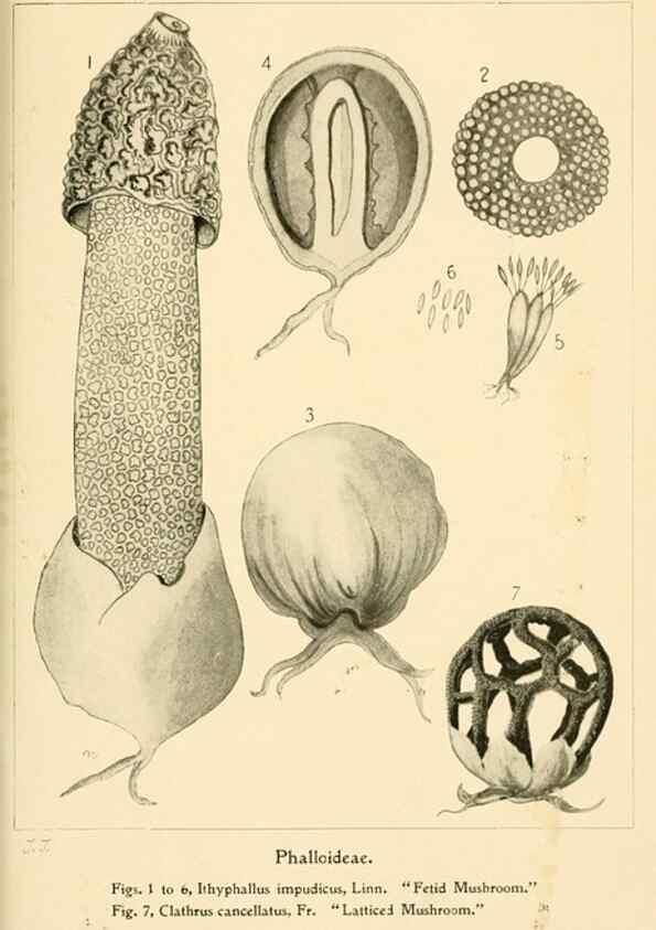 Reproducción/Reproduction 9248356766: Student's hand-book of mushrooms of America edible and poisonous /. Washington, D.C. :A.R. Taylor,1897-1898.