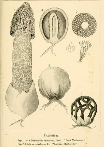 Reproducción/Reproduction 9248356766: Student's hand-book of mushrooms of America edible and poisonous /. Washington, D.C. :A.R. Taylor,1897-1898.