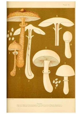 Reproducción/Reproduction 9248358304: Student's hand-book of mushrooms of America edible and poisonous /. Washington, D.C. :A.R. Taylor,1897-1898.